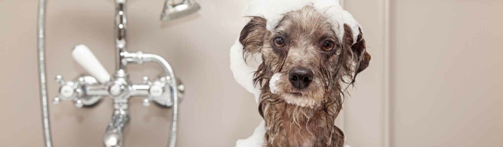 choisir un shampoing pour mon chien