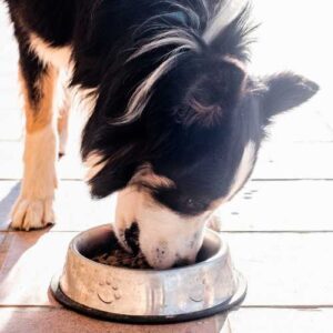 choix de l'alimentation d'un border collie