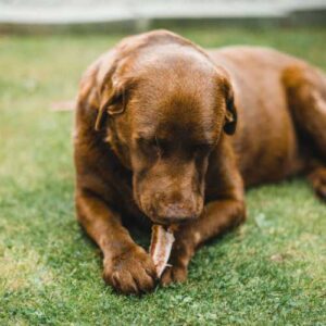 choix alimentation labrador