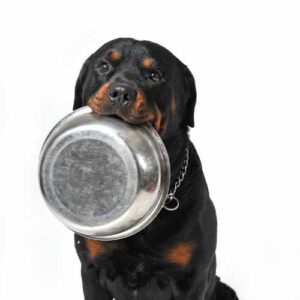 choix alimentation rottweiler