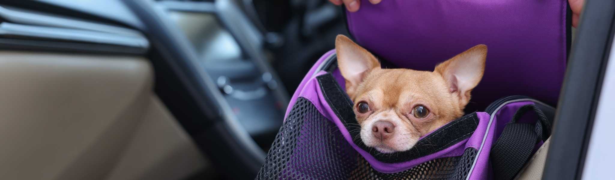Bien choisir le sac de transport pour voyager avec mon chien