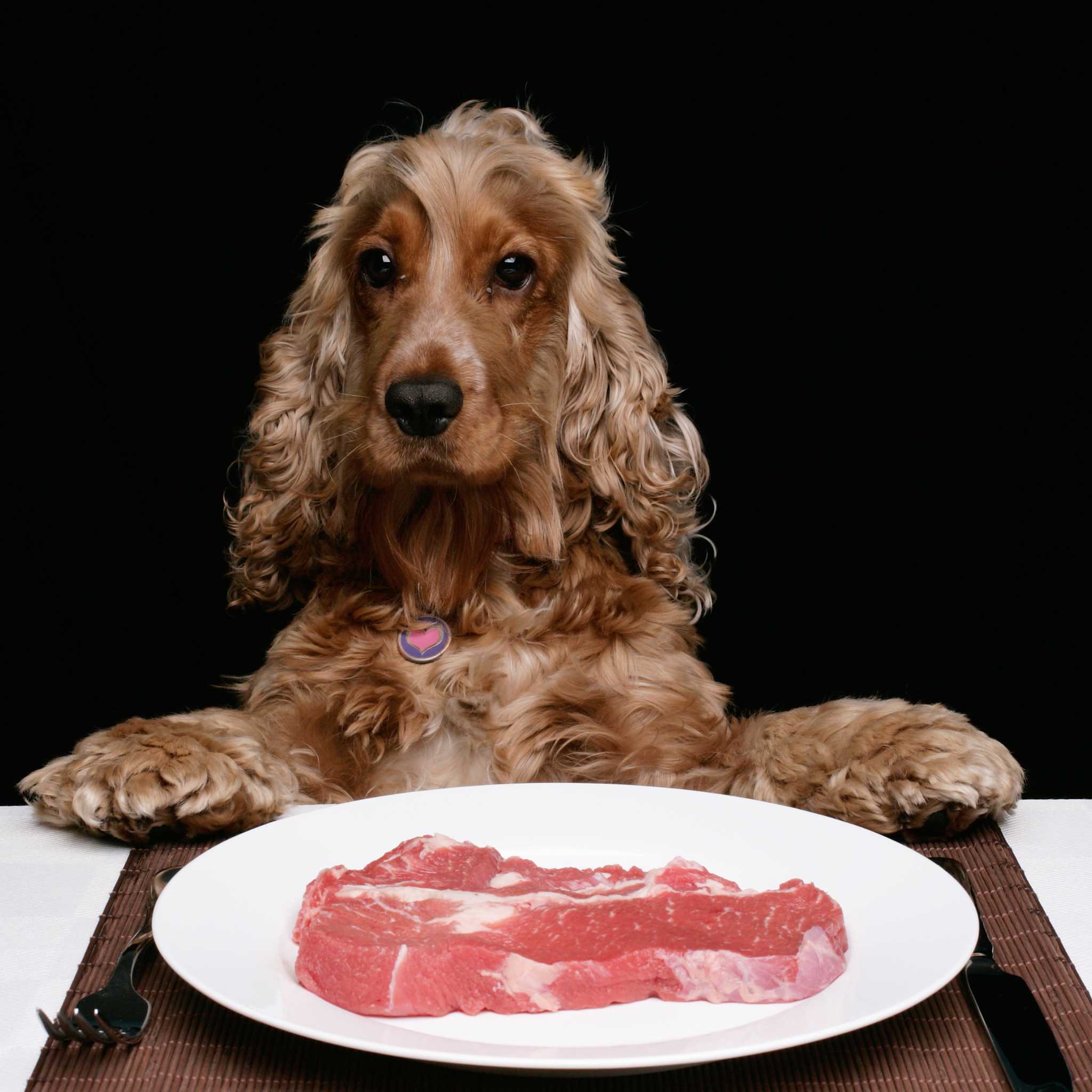 choix de la viande pour la ration ménagère de votre chien