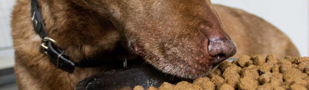 classement des meilleures croquettes chien sans céréales