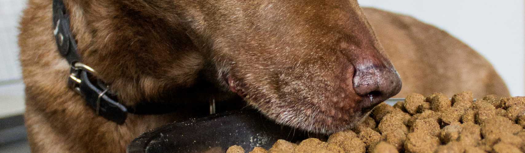 Quelles sont les meilleures croquettes pour chien sans céréales ?