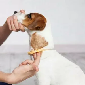 collier anti-phlébotomes chien