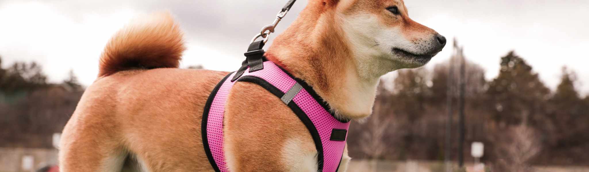 Collier ou harnais pour mon chien : Que choisir ?