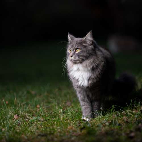 comment calmer un chat qui miaule beaucoup la nuit ?