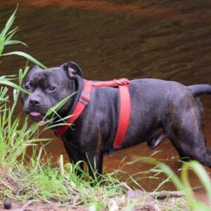 comment choisir les croquettes de mon staffie ?