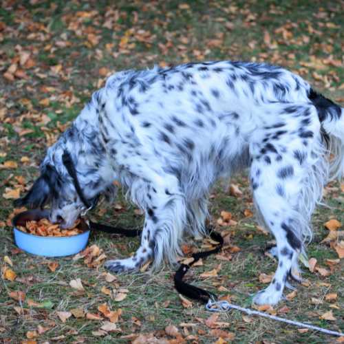 comment choisir la nourriture pour son setter anglais ?