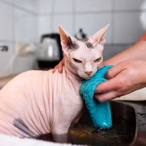 comment laver un chat qui a peur de l'eau ?