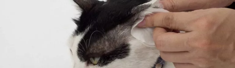 comment nettoyer les oreilles d'un chat