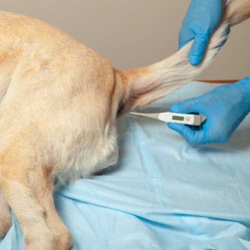comment savoir si la température de mon chien est normale ?