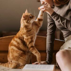 comment se débarrasser des puces à la maison