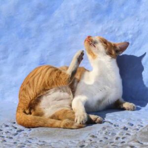 comparatifs des pipettes anti puces pour chat