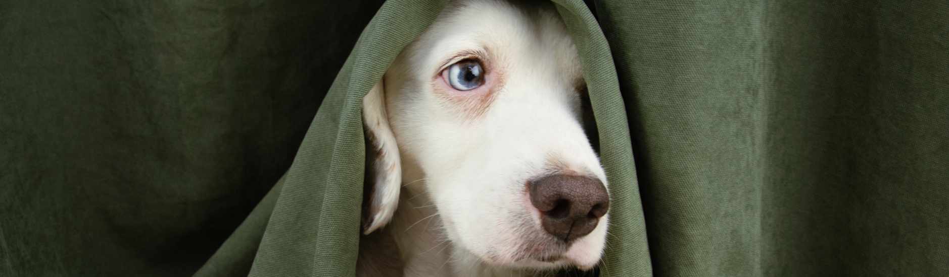 Quel complément alimentaire donner chez le chien stressé ou anxieux ?