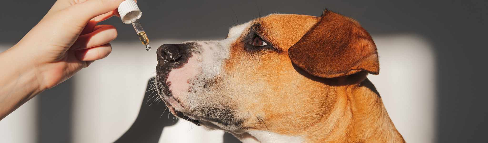 Les compléments alimentaires pour chiens maigres