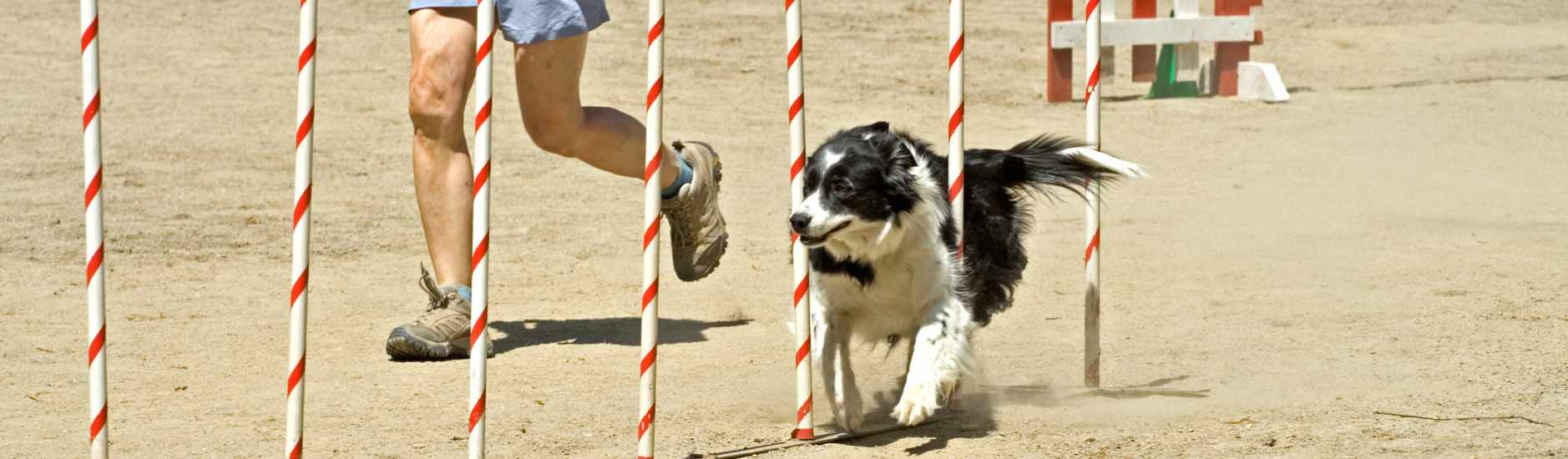 Quels compléments alimentaires pour un chien sportif ?