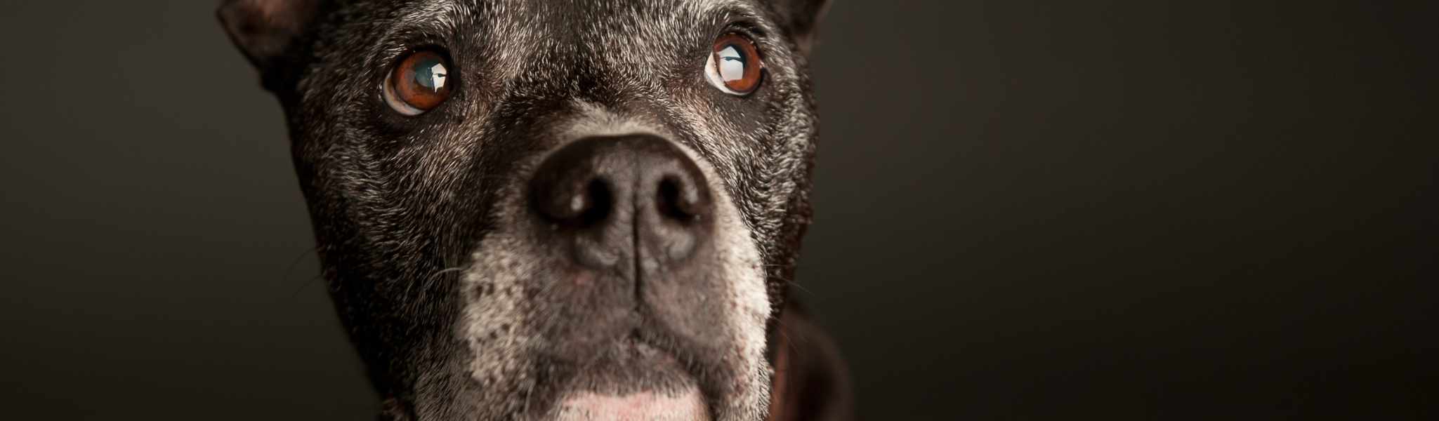 Quels compléments alimentaires pour un chien âgé ?