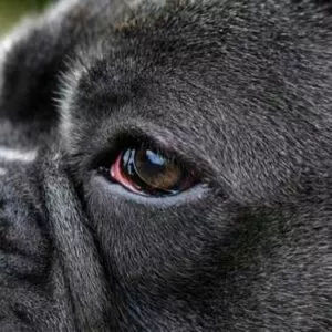 conjonctivite chien : oeil rouge