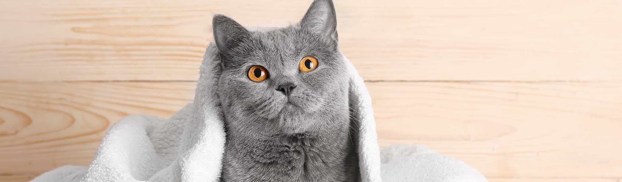 Conseils d’hygiène et d’entretien chez le chat : Le guide complet !