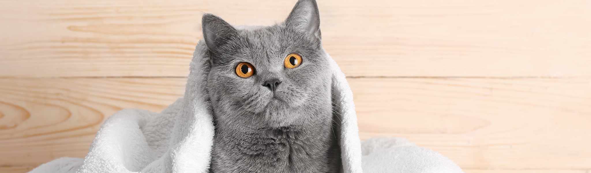 Conseils sur l'hygiène du chat