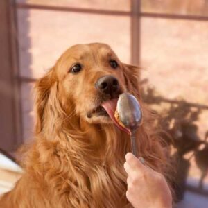 conseils nutrition du golden retriever