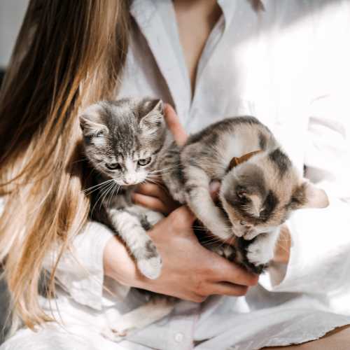 conseils vétérinaire pour l'adoption d'un chaton