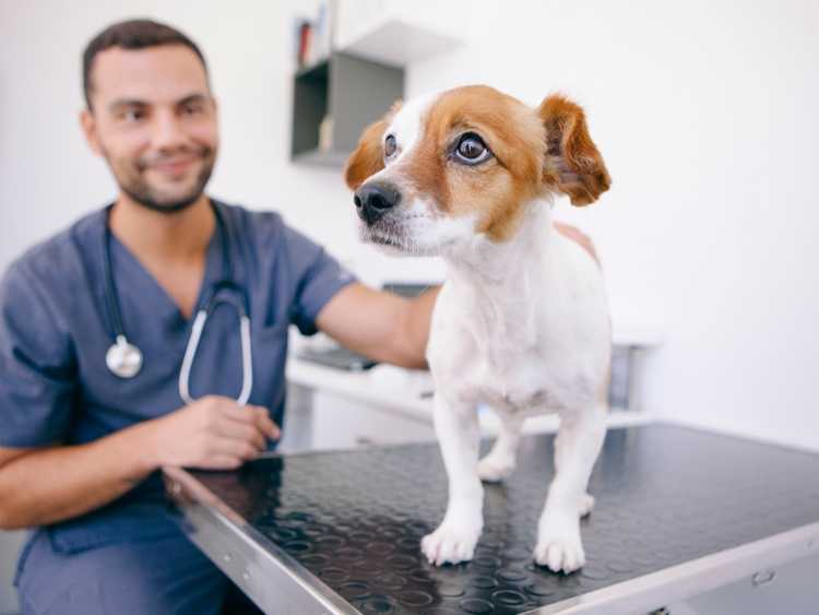 Vétérinaire en consultation avec un chiot