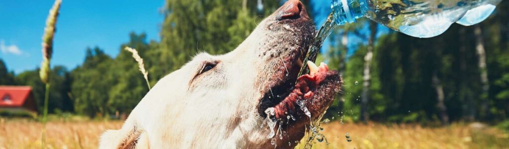 coup de chaleur chez le chien : comment réagir ?