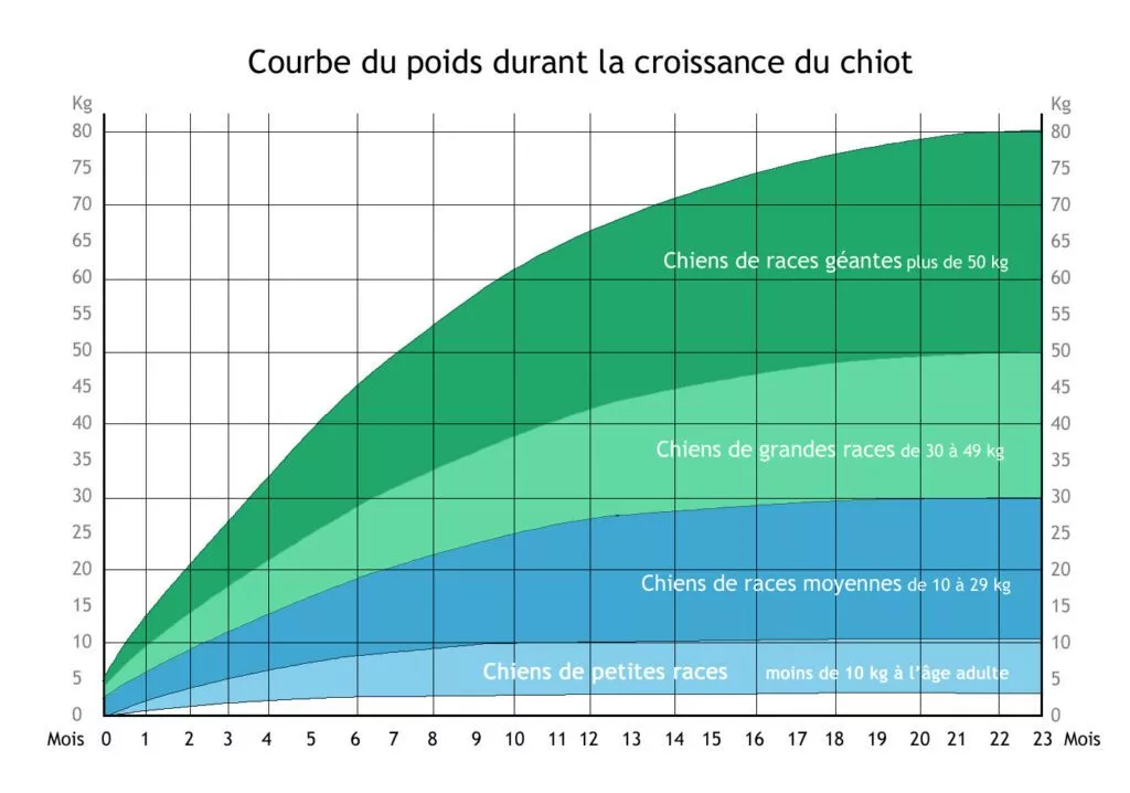 courbe poids et croissance chiots