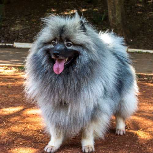 critères d'une alimentation de qualité du spitz allemand
