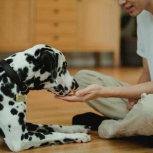 critères pour une bonne alimentation chez le dalmatien
