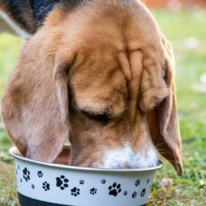 critères de choix de l'alimentation du beagle