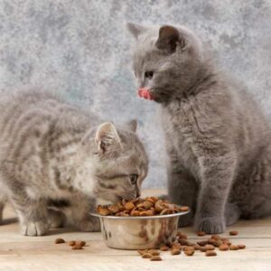 critères choix meilleures croquettes chatons
