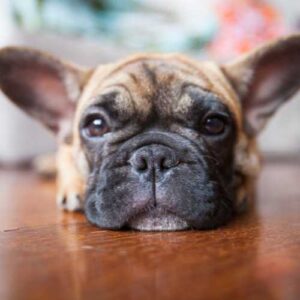 critères de choix de l'alimentation du bouledogue français