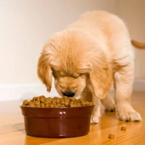 critères de sélection des bonnes croquettes pour chiot