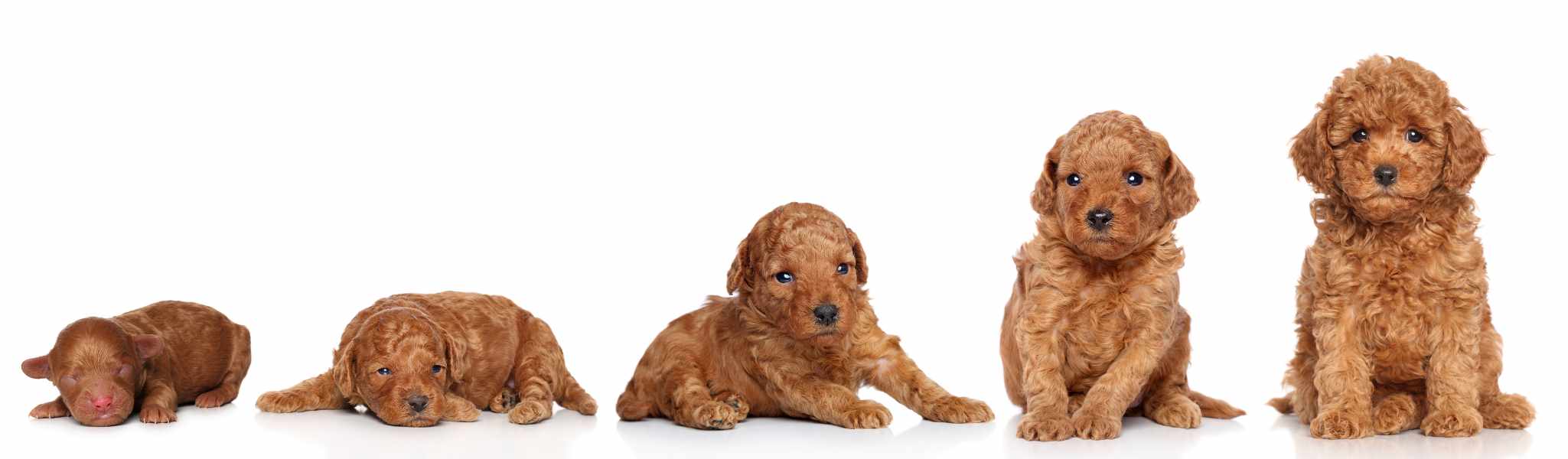 Tout savoir sur la croissance du chiot