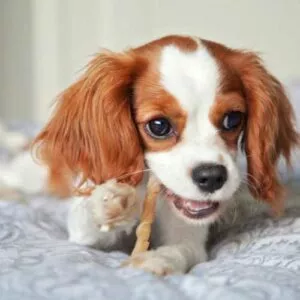 croquettes cavalier king charles