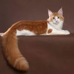 croquettes maine coon
