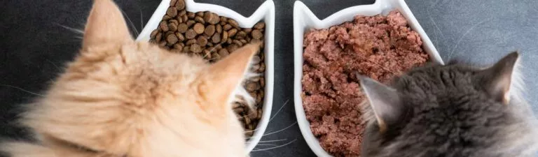 croquettes ou pâtées pour chats