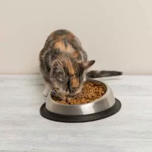 croquettes pour chaton