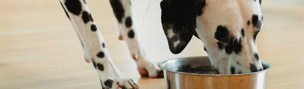 croquettes pour chien sans gluten