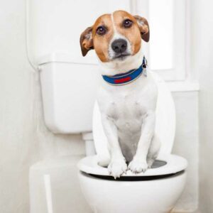croquettes pour chien sensible