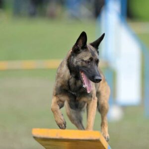 croquettes pour malinois