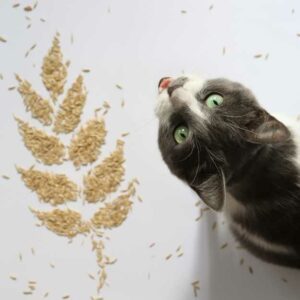 croquettes sans céréales pour chat