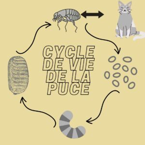 cycle de vie des puces chez le chat