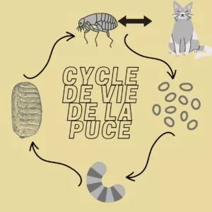 cycle de vie des puces chez le chat