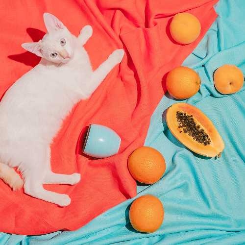 danger des fruits pour le chat