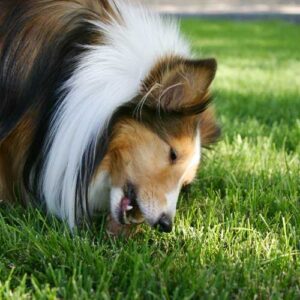 danger du sabot de bœuf pour chien