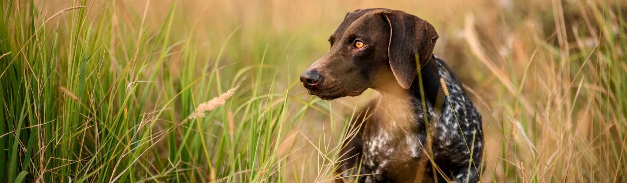 Les épillets chez le chien et le chat : un danger pour leur santé